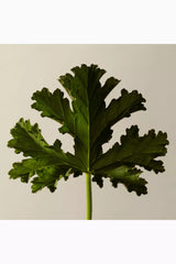 Aesop Geranium Leaf Body Cleanser 500ml | Authentic Body Wash - Organic Wellness Hub USA