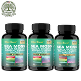 3 Pack WinsTown Sea Moss 16-in-1 Supplement – Black Seed Oil, Ashwagandha, Ginger, Burdock Root, Turmeric & More | 3 x 60 Capsules | 180 Caps Total | Extra Strength 102+ Minerals